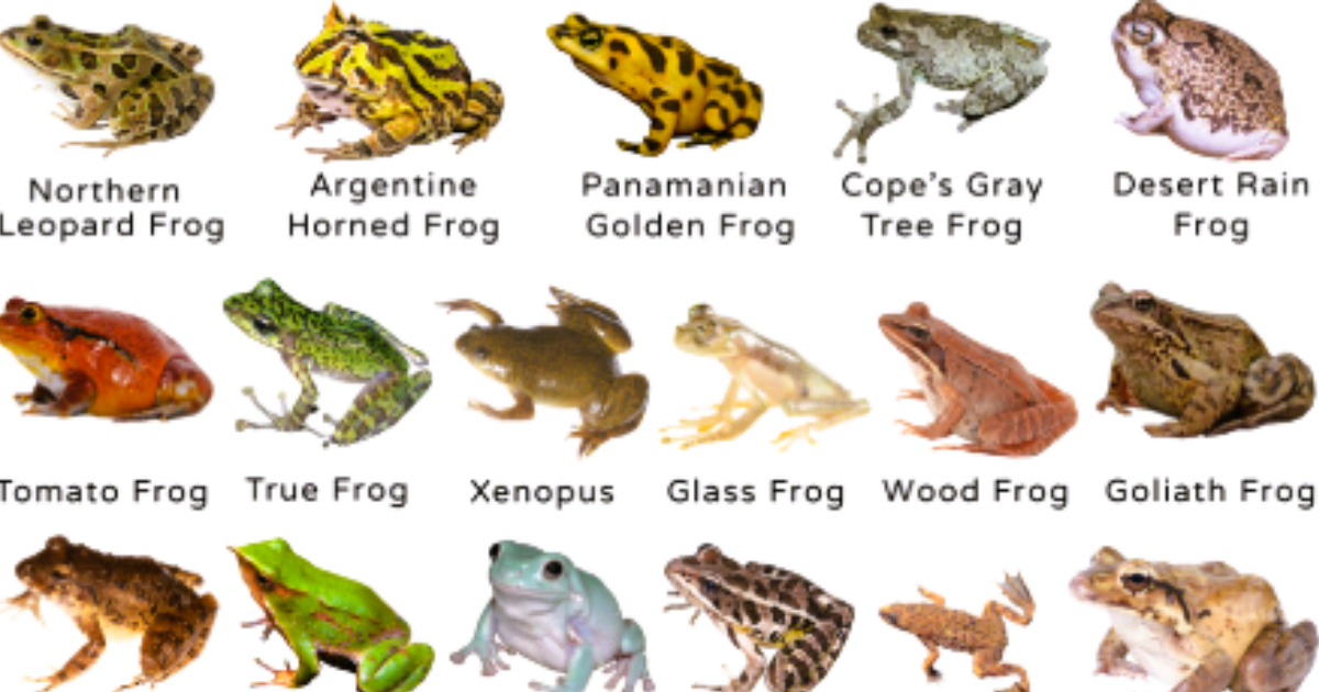 A collage showing different types of frogs such as tree frogs, bullfrogs, poison dart frogs, and glass frogs in their natural habitats.