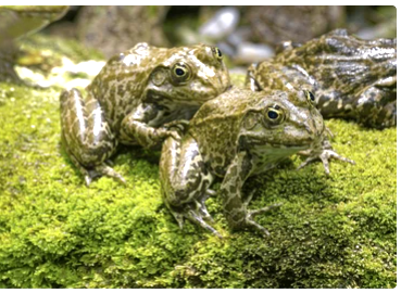 A group of different frog families showing various colors, sizes, and habitats in nature.”