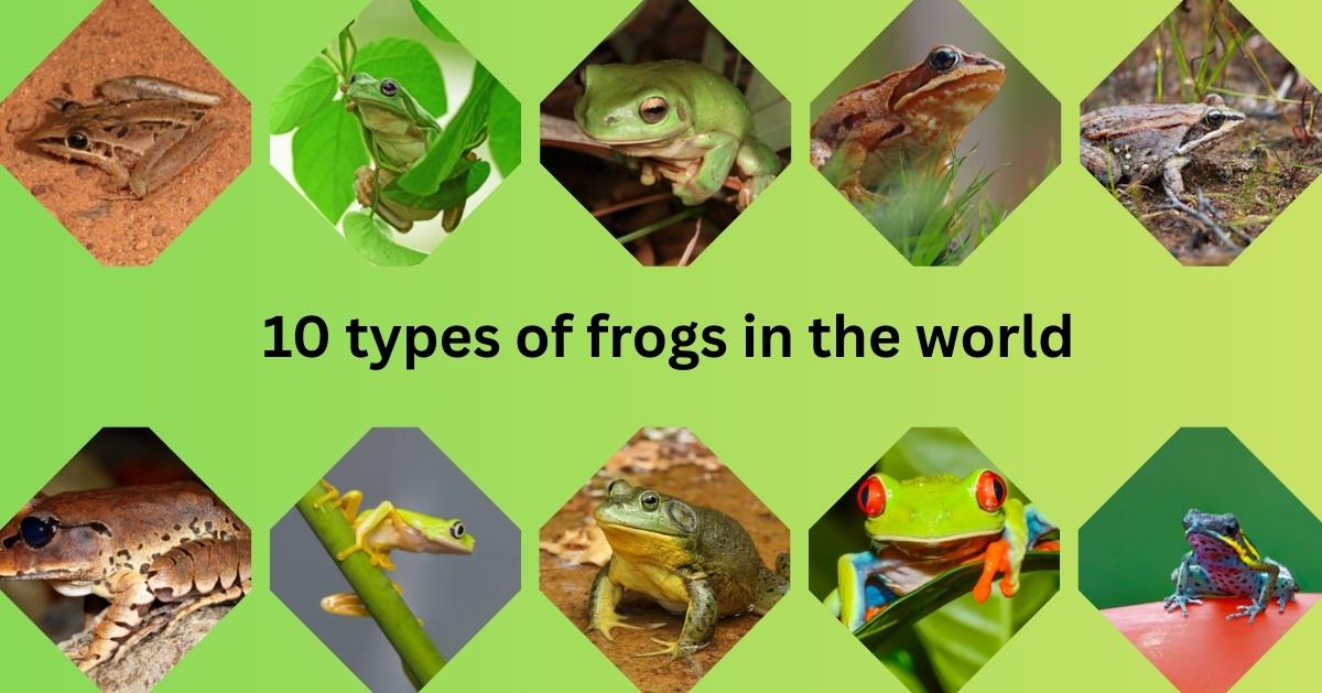 20 Types of Frog Life Cycle with Stages and Facts