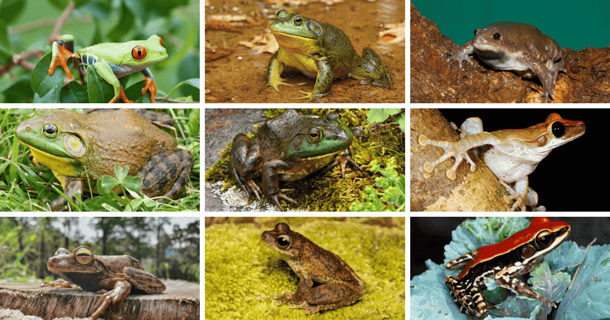 How Long Do Frogs Live? Average Frog Lifespan by Species