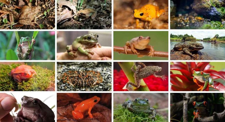 15 Types of Frogs: Facts and Information Guide