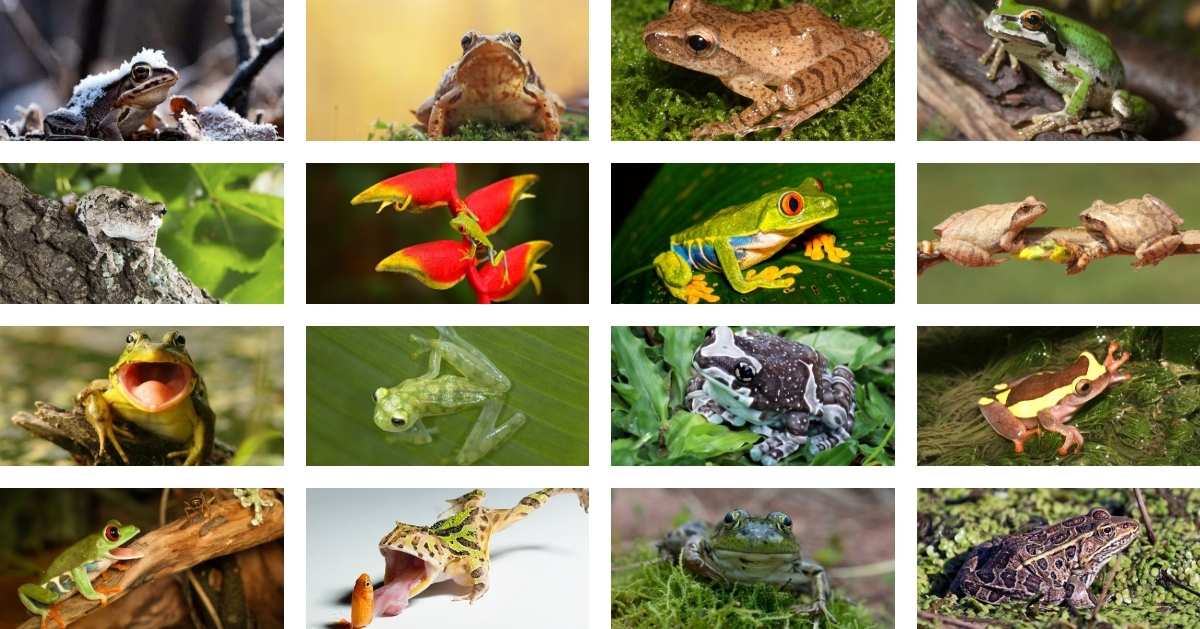 10 Poison Dart Frogs (Deadly Yet Beautiful Species Guide)