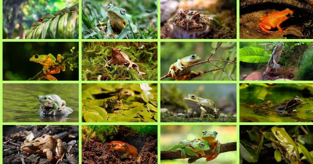 Frogs Predators What Eats Frogs in the Wild – Complete Frog Predators List