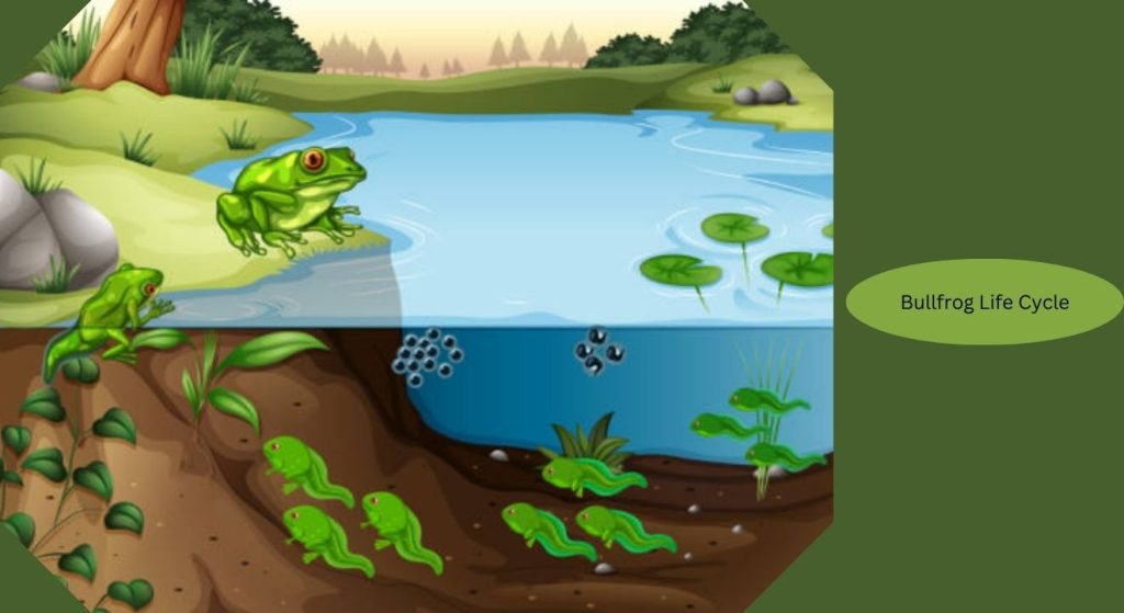 Frog Hatching 20 Types of Frog Life Cycle with Stages and Facts
