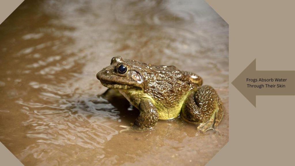 25 Amazing Frog Facts for Kids & Beginners (2026 Guide)