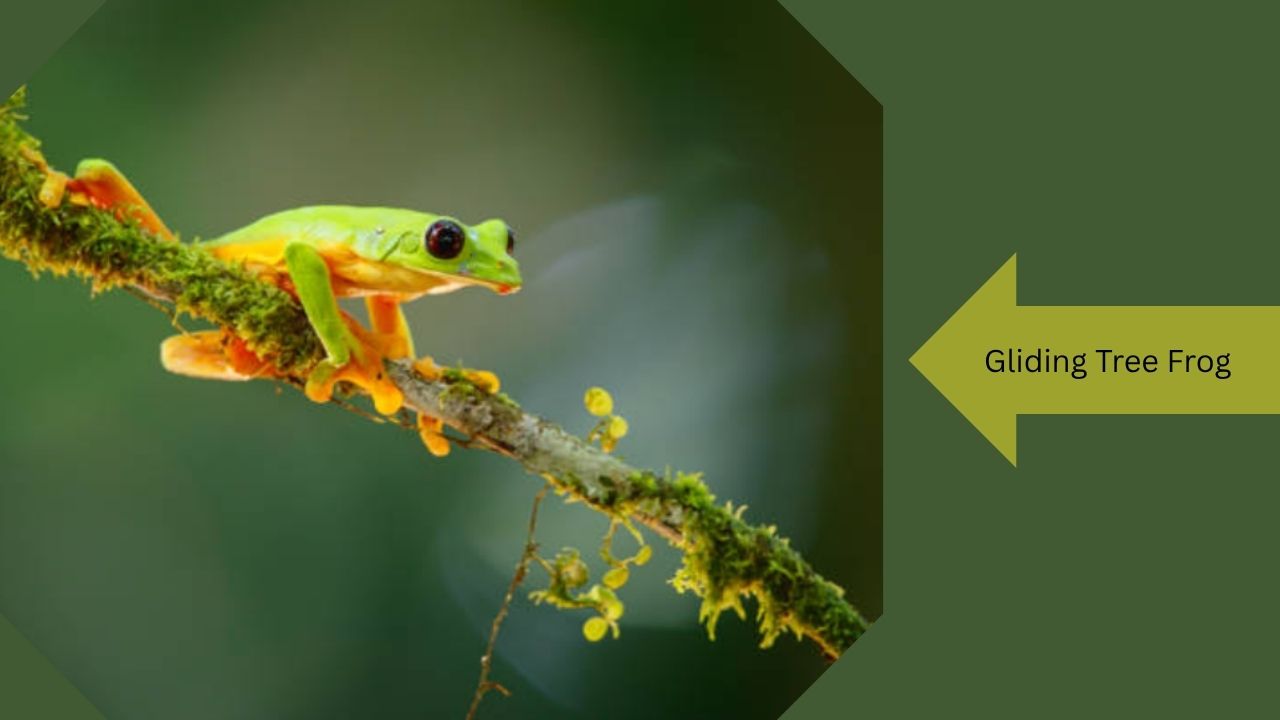 15 Types of Tree Frogs (With Pictures & Facts 2026)