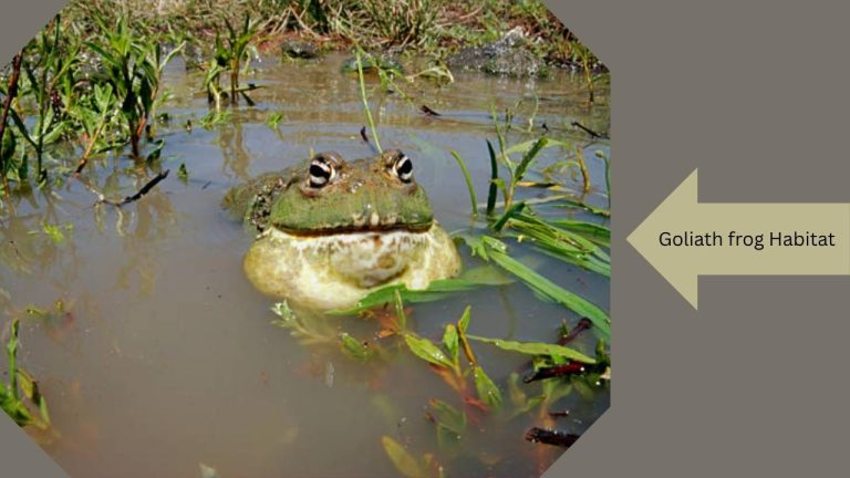 The Biggest Frog in the World (Goliath Frog Facts & Size)