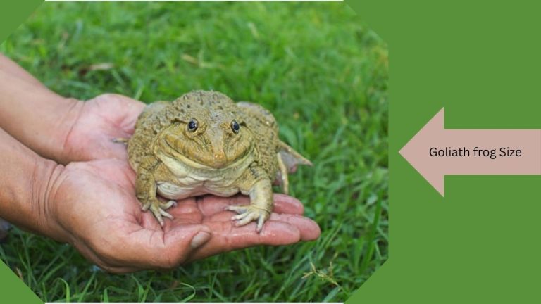 The Biggest Frog in the World (Goliath Frog Facts & Size)