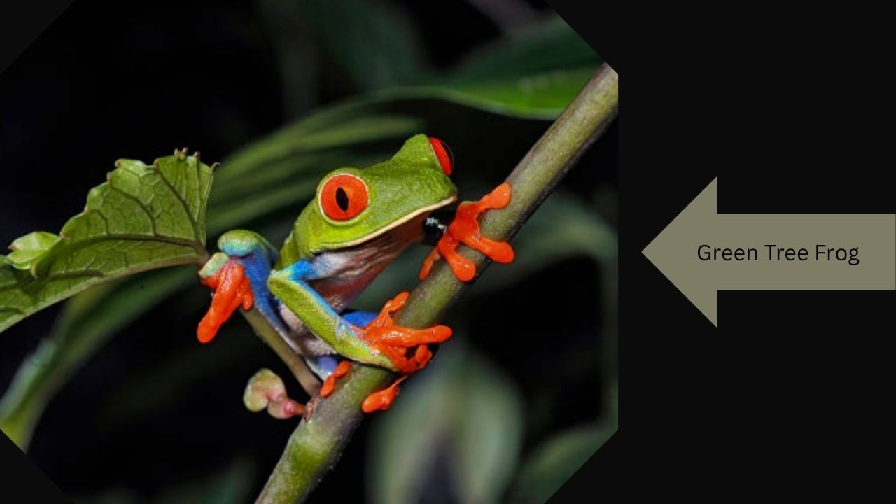 15 Types of Tree Frogs (With Pictures & Facts 2026)
