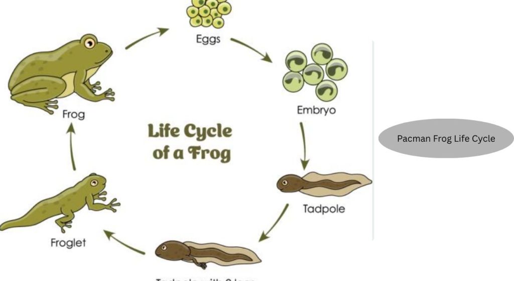 20 Types of Frog Life Cycle with Stages and Facts