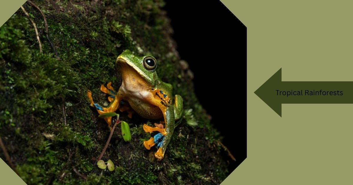 Frog Protection Where Are Frogs Found? Frog Habitats Guide 2026