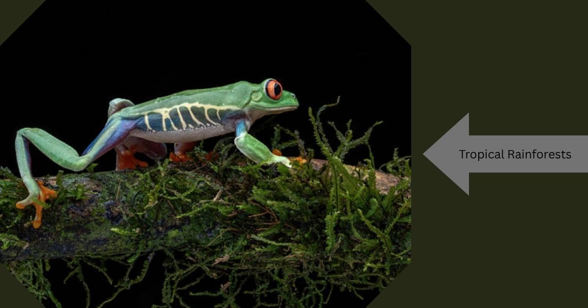 Frog Protection Where Are Frogs Found? Frog Habitats Guide 2026