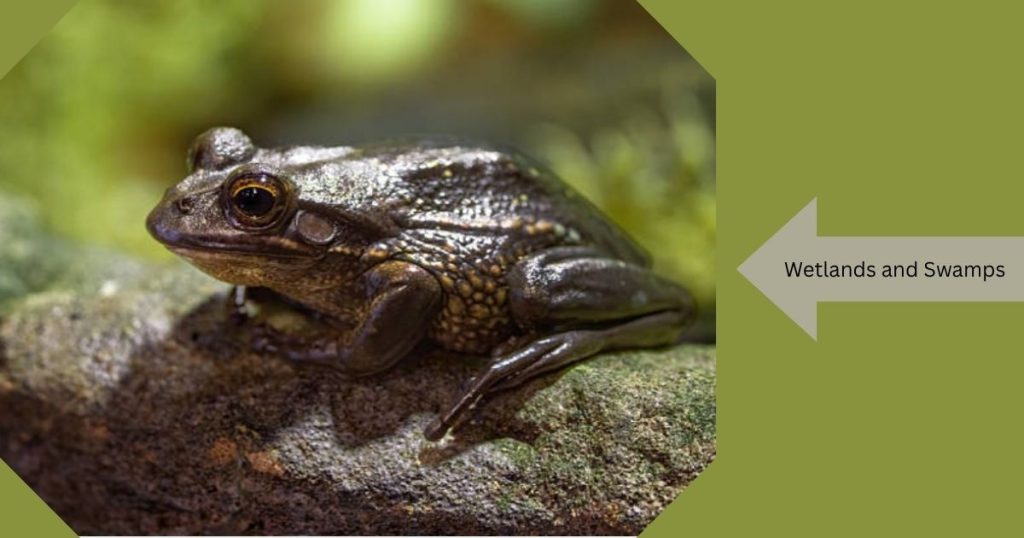 Where Are Frogs Found? Frog Habitats Guide 2026