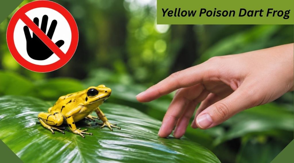 Can You Touch Frogs? Safety Guide for Kids