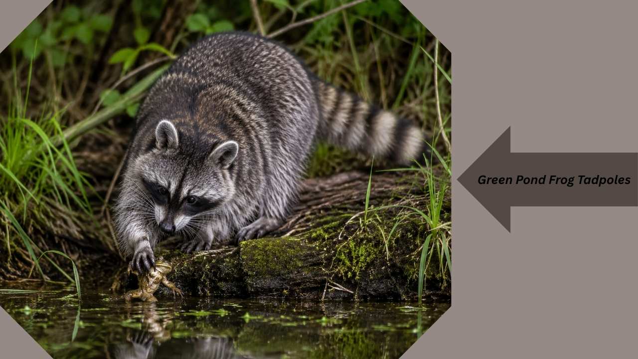 What Eats Frogs in the Wild – Complete Frog Predators List