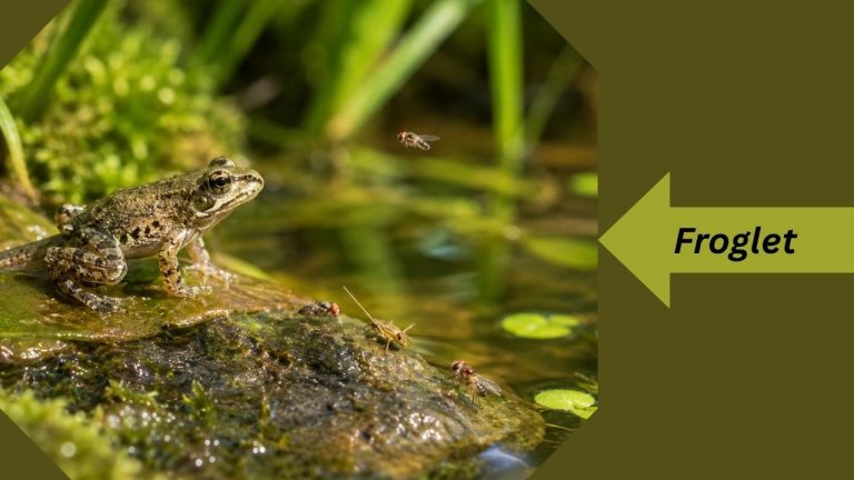 What Do Baby Frogs Eat? Feeding Guide