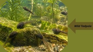 What Do Baby Frogs Eat? Feeding Guide