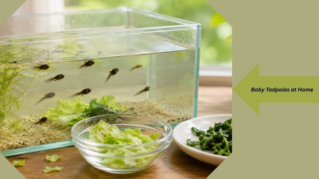 What Do Baby Frogs Eat? Feeding Guide